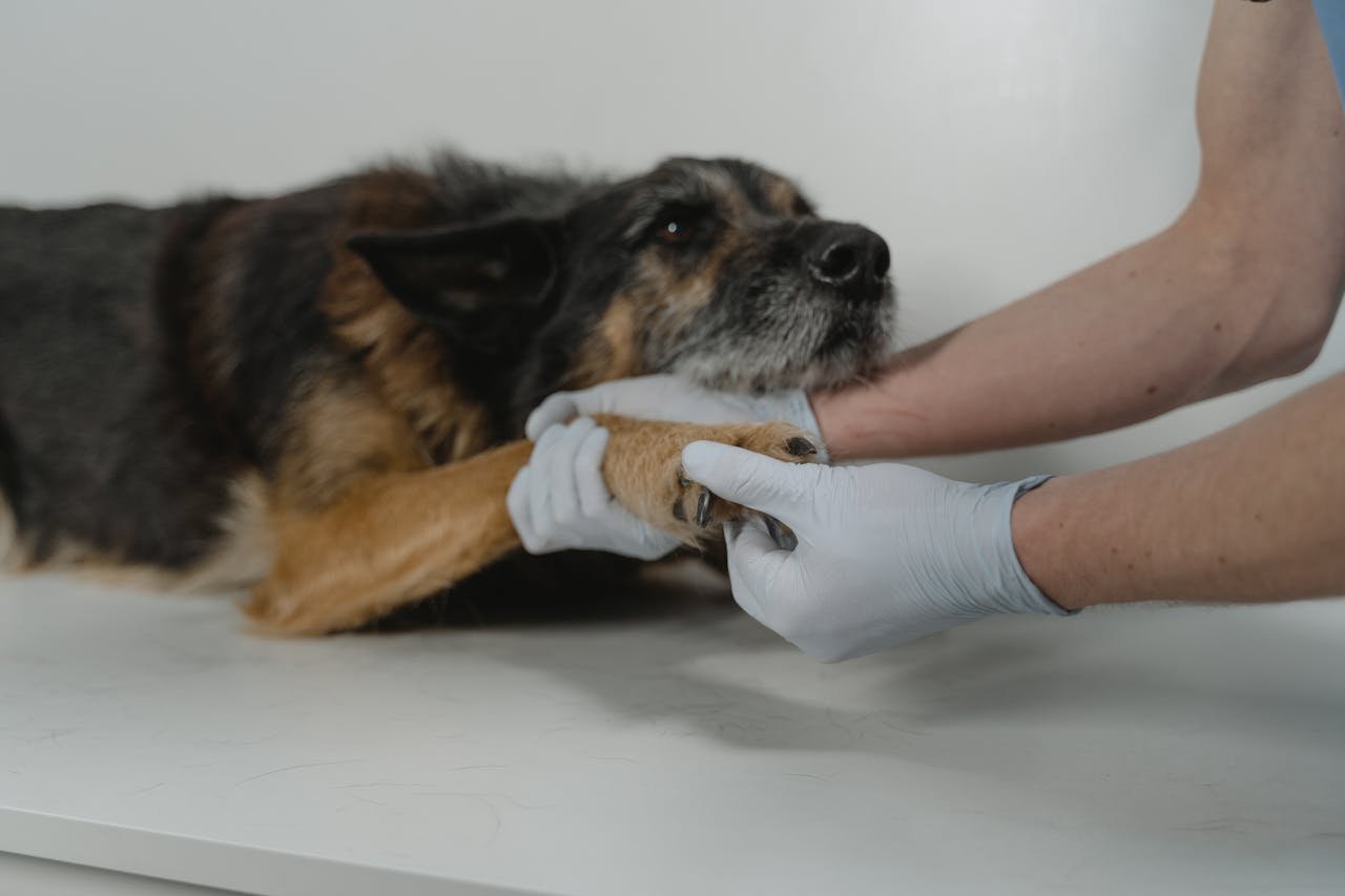 A veterinarian gently holds a dogs paw during a medical check-up, showcasing care and trust.